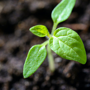 ΑΓΡΟΧΗΜΙΚΑ